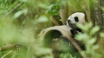 Moon, der Panda